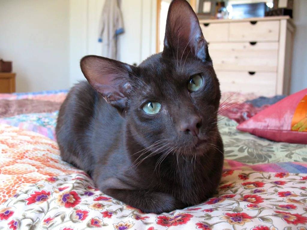 Гавана браун кошка: фото, характер, уход, описание