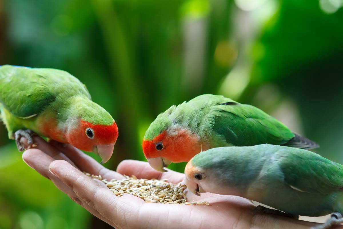 Попугаи неразлучники: виды, информация, пение, всё о породе