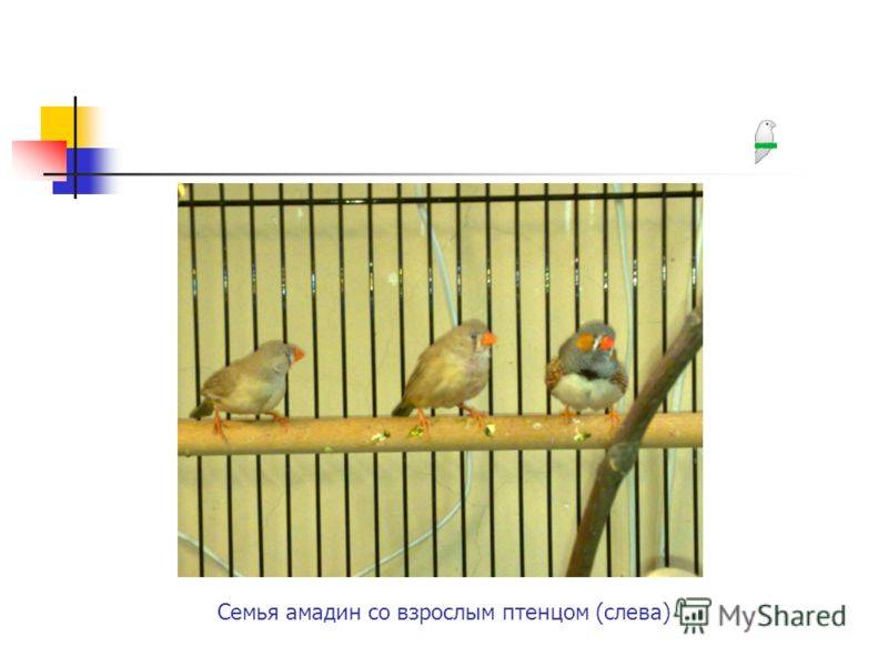 Амадины птицы. описание, особенности, виды, образ жизни и среда обитания амадин