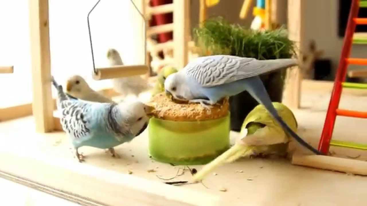 [новое исследование] можно ли попугаю (волнистому, корелле) хлеб: белый, чёрный, сухари, макароны