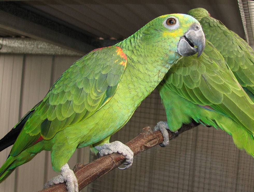 Краснолобый амазон – попугай с красочным оперением
