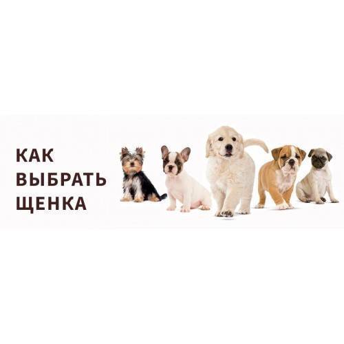 ᐉ как выбрать щенка для охраны? - ➡ motildazoo.ru