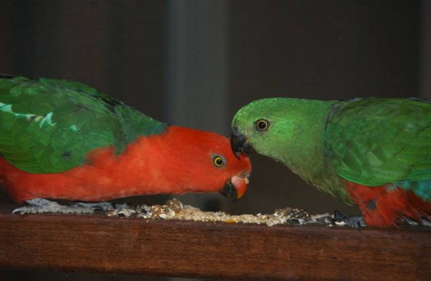Королевский попугай: разновидности типов с фото и описанием