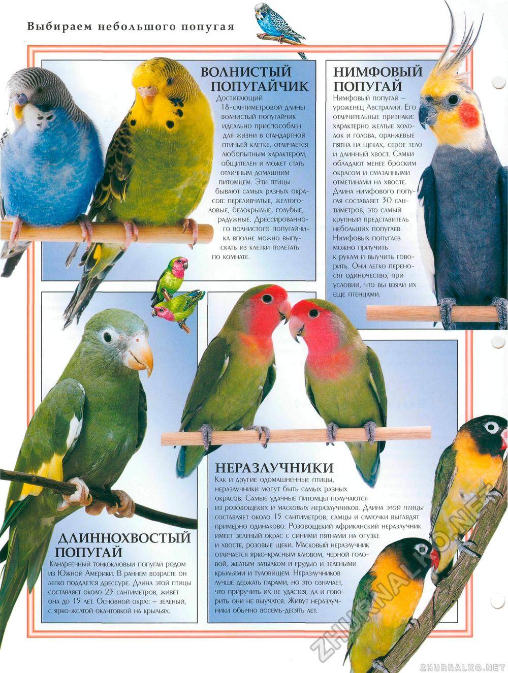 ᐉ самые дорогие попугаи в мире топ 10 - фото и описание - zoovet24.ru