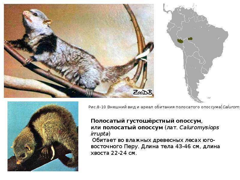 Ленивец – фото, описание, ареал обитания, питание, содержание