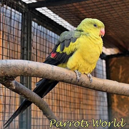 Горный попугай: фото роскошной птицы, жизнь на воле и в домашних условиях, особенности размножения