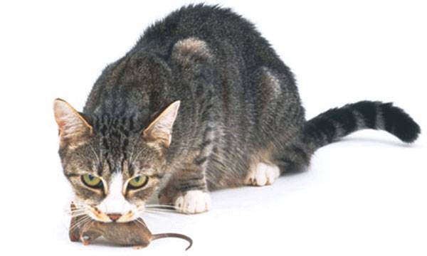Кот съел отравленную мышь – симптомы, помощь, последствия