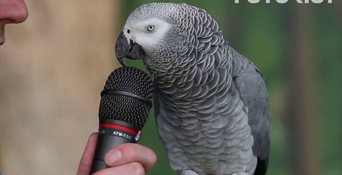 Самый умный попугай в мире - самые умные виды и породы, видео
