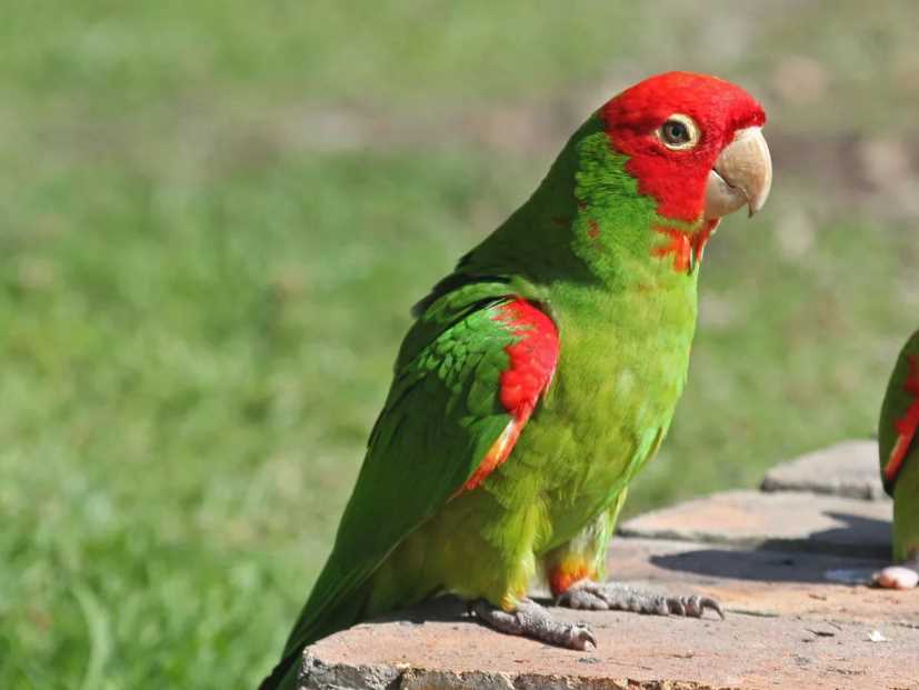 Солнечный аратинга — описание попугайчика