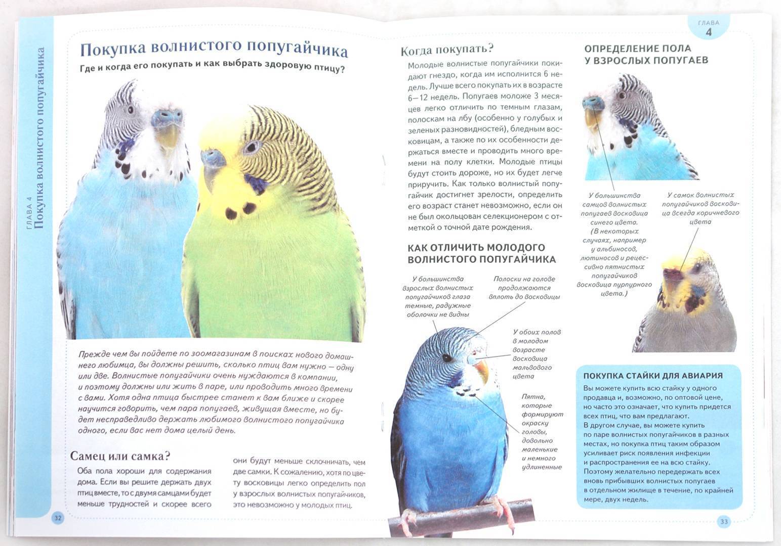 ? рекомендации по уходу за волнистыми попугаями в домашних условиях