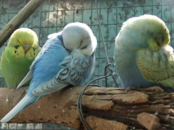 Как попугаи спят: особенности ухода, нужно ли накрывать клетку на ночь и советы заводчиков