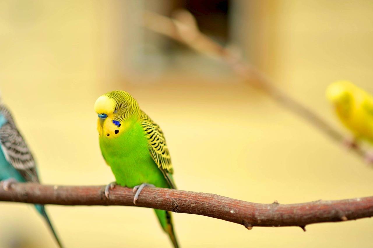 Все о волнистых попугаях: информация, фото, основные сведения