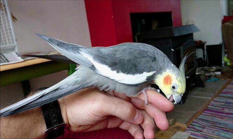 Советы, как приручить попугая кореллу к рукам. способы приручения едой, игрушками