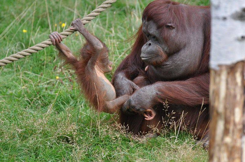 Орангутан - 94 фото умной человекообразной древесной обезьяны