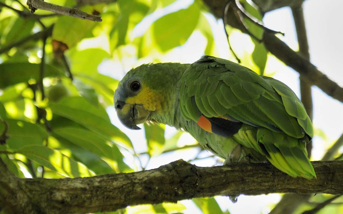 Попугай амазон: описание, фото, видео, отзывы