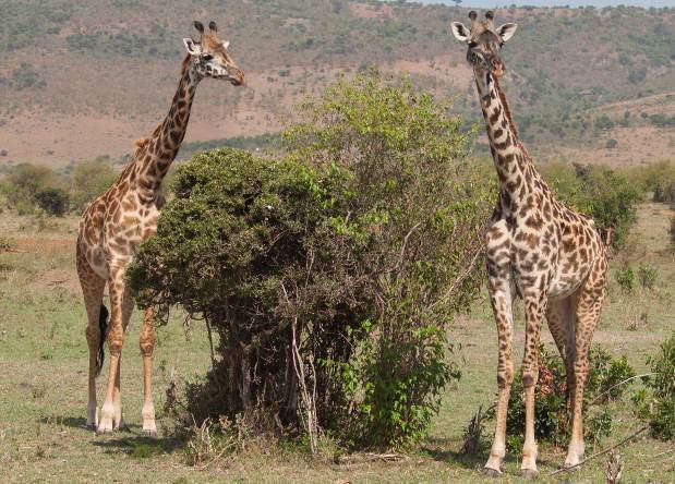 А у жирафа шея длинная — никто не знает для чего