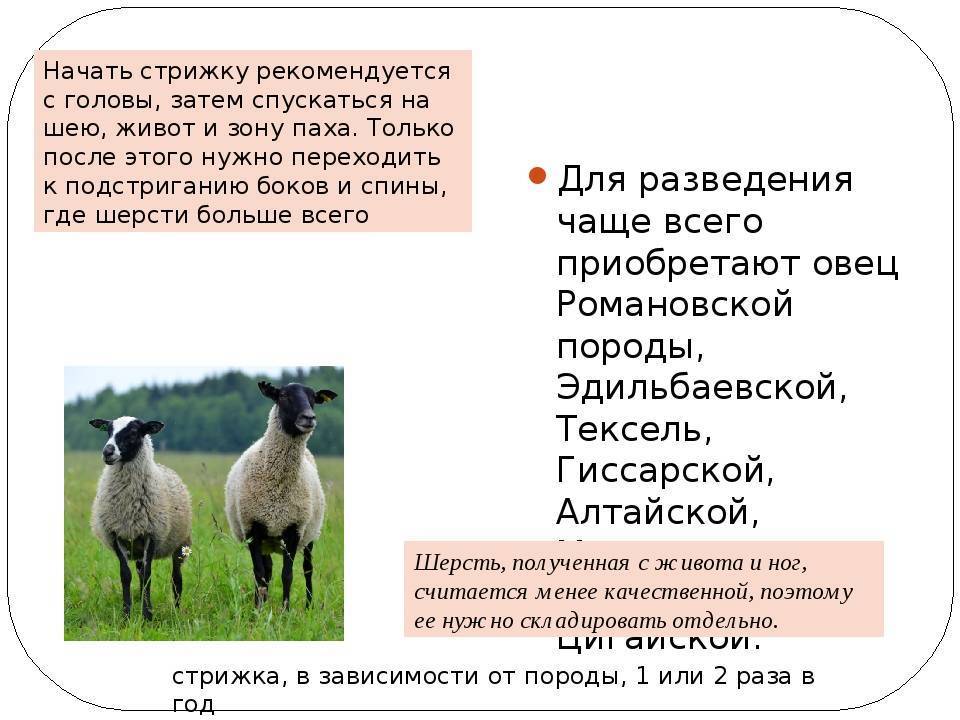 Романовская порода овец: внешний вид, продуктивность, содержание