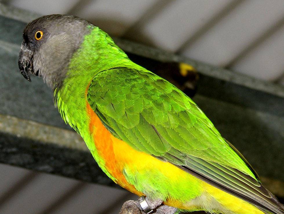 Cенегальский попугай: описание, среда обитания, приручение