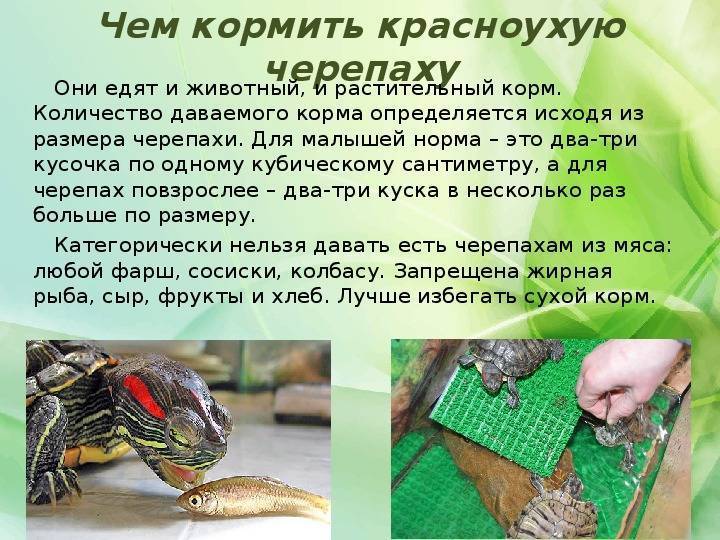 Красноухая черепаха. уход и кормление в домашних условиях