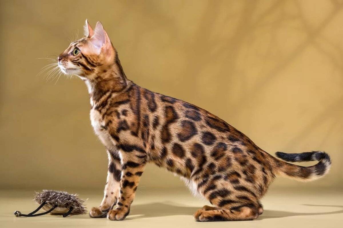 Бенгальская кошка: описание породы