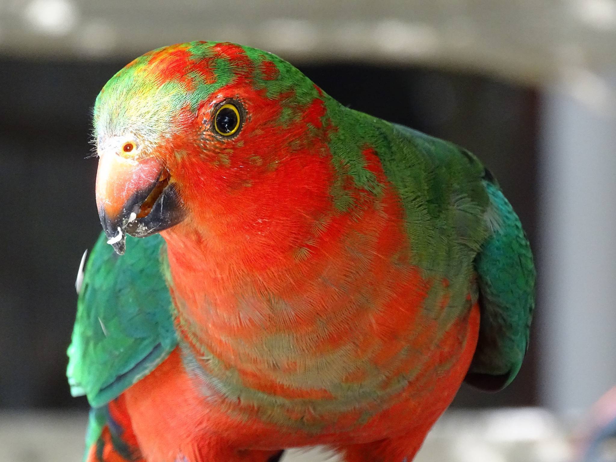 Какие бывают попугаи: история и разновидности с фото