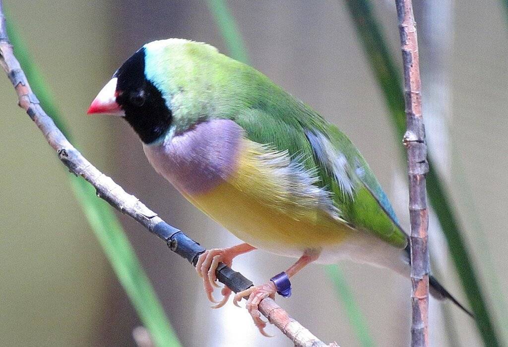 Амадины – птицы радуге сродни - животные и природа