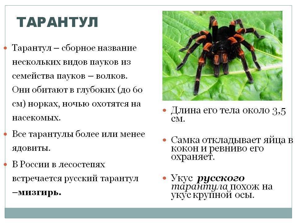 Опасен ли для человека паук крестовик