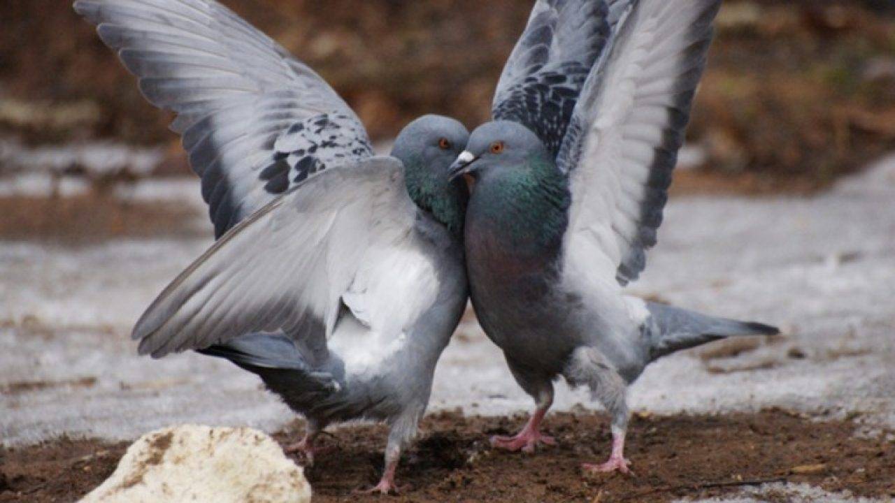 Как спариваются голуби? 2 способа размножения
