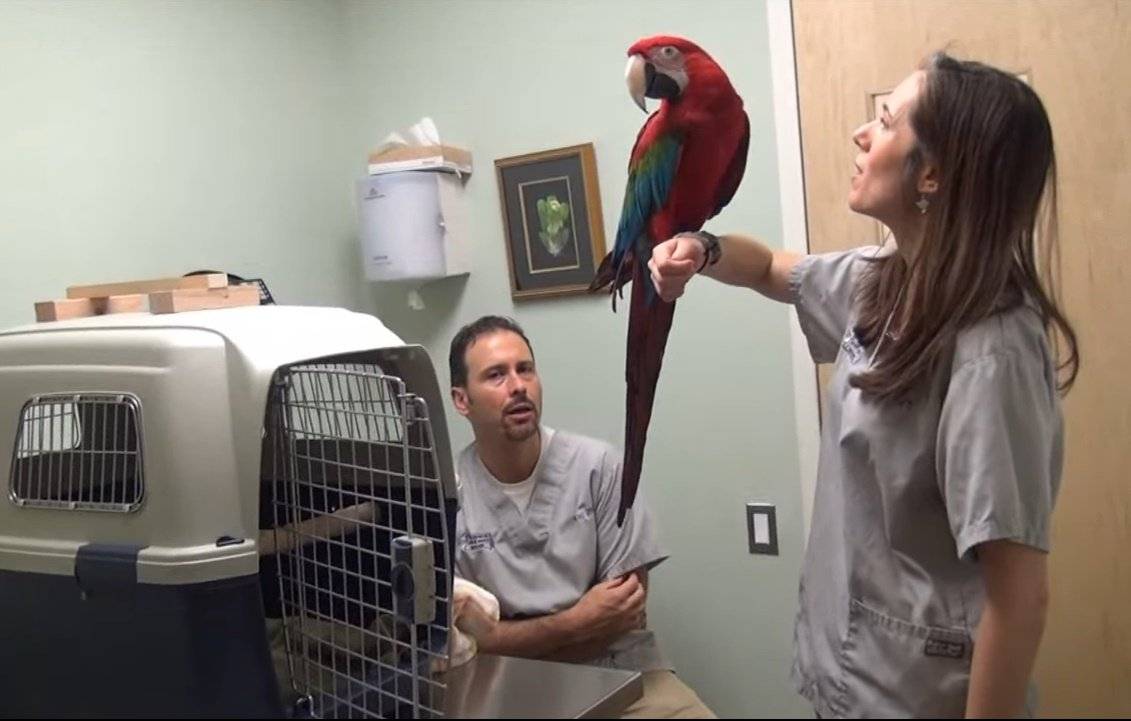 Как лечить попугая? учимся давать лекарства в клюв.