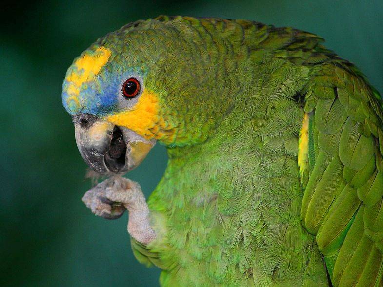 Оранжево зеленый попугай порода