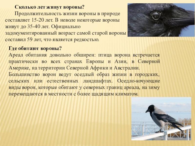 Птица ворона: описание, виды, фото, преметы, интересные факты