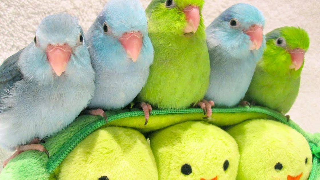 Все попугаев:виды,породы, особенности содержания домашних попугаев — познаем суть