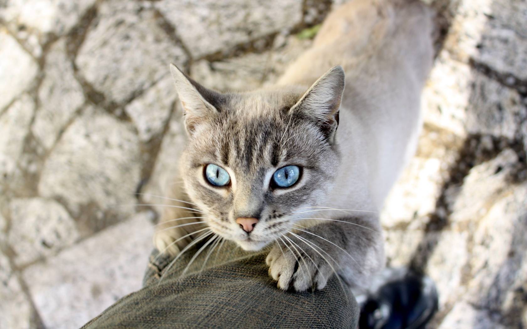 Описание охоса азулеса: фото кошки, отличительные особенности породы, содержание и уход