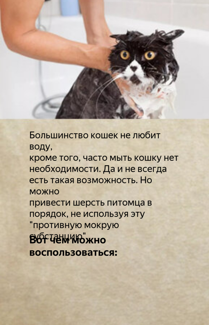 Как помыть кота: правильная организация процедуры купания (хитрости и советы для хозяев)