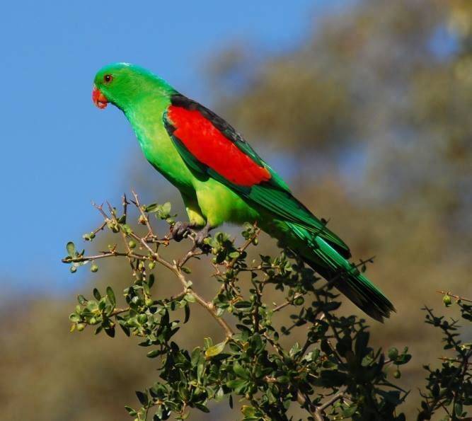 Амазонский попугай — зеленый непоседа