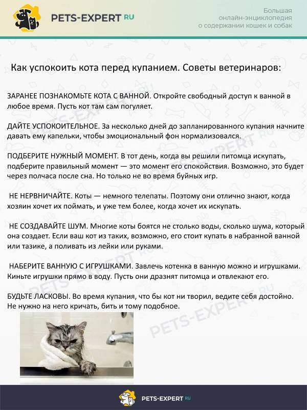 Кот агрессивный - как успокоить и что делать - kotiko.ru