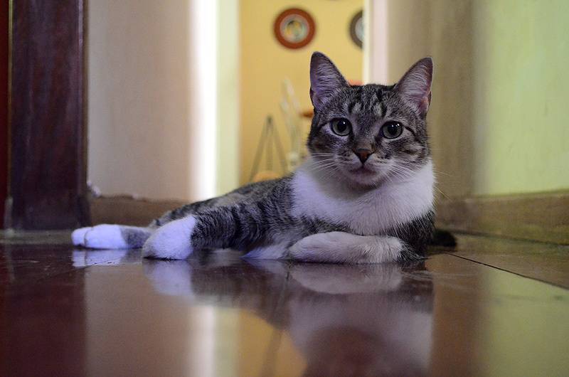 Бразильская короткошерстная кошка (бразильский короткошерстный кот)