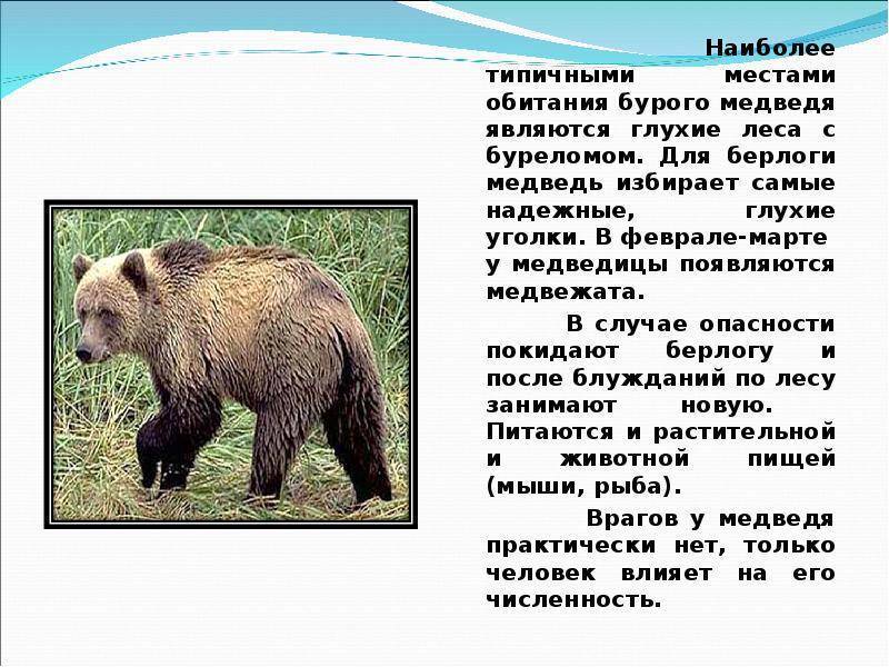 Бурый медведь (ursus arctos) — виды, фото, интересные факты