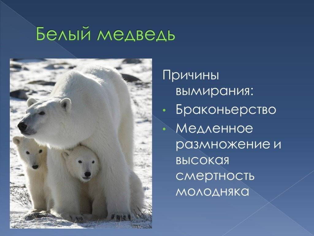 Почему на южном полюсе не живут белые медведи?