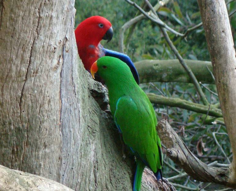 Благородный зелёно-красный попугай (eclectus roratus) - животные и природа