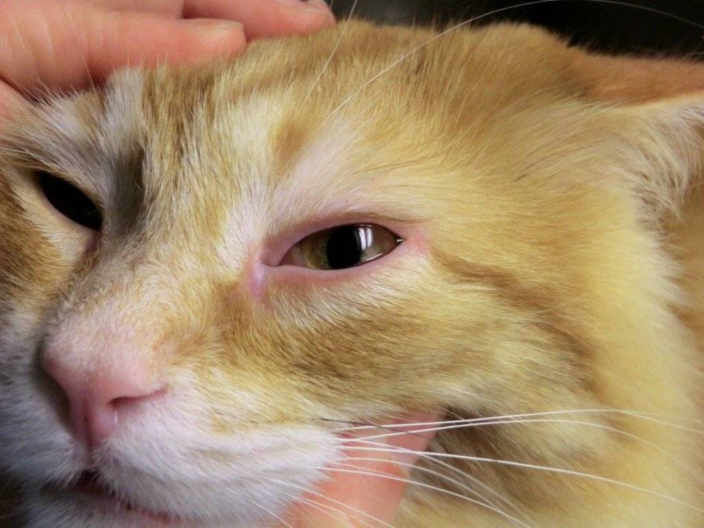 Конъюнктивит у котенка: причины, симптомы, диагностика, лечение | блог ветклиники "беланта"