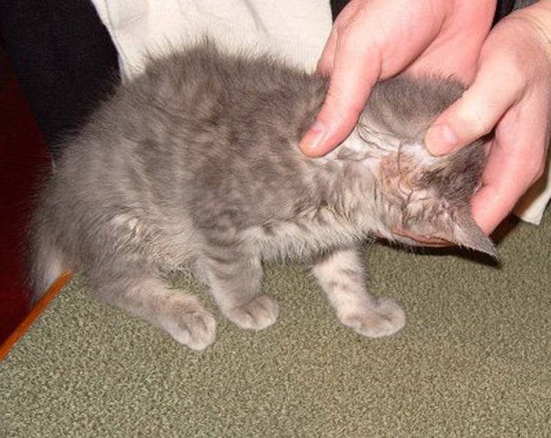 Стригущий лишай у кошек - лечение в домашних условия, фото