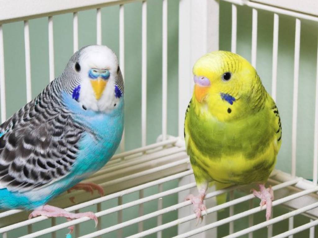 Маленькие домашние птички: фото и названия. какую птичку лучше завести в квартире - parentchild.ru