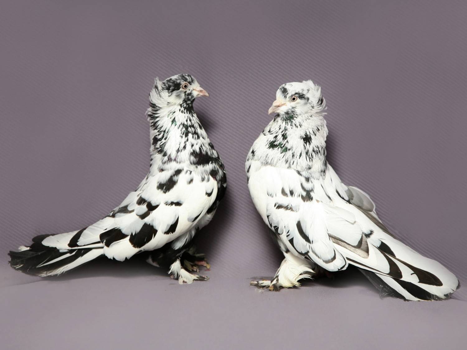 Виды голубей. описание, особенности, названия и фото видов голубей | живность.ру