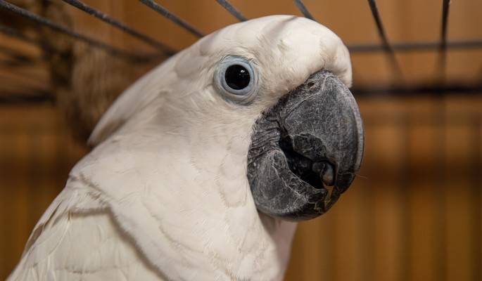 Попугай какаду: где живет, виды, как выглядит, размеры