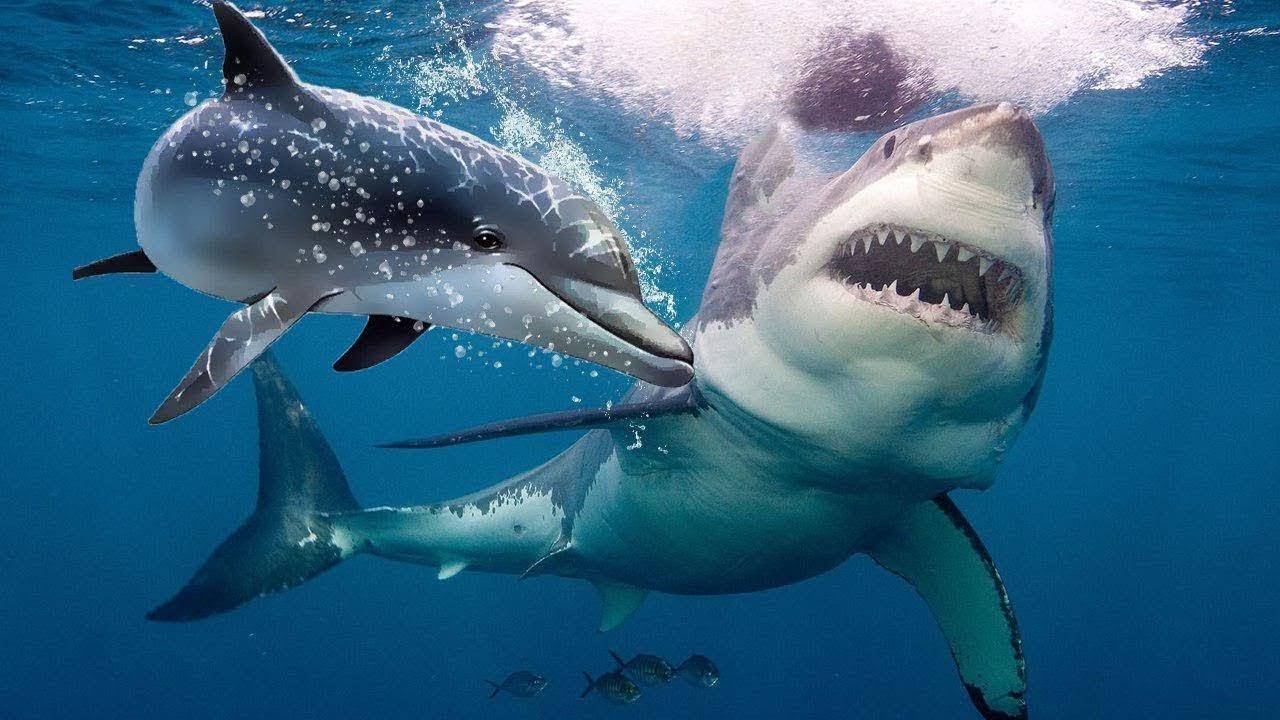 Акулы едят дельфинов или нет. почему акулы боятся дельфинов – факты и мифы