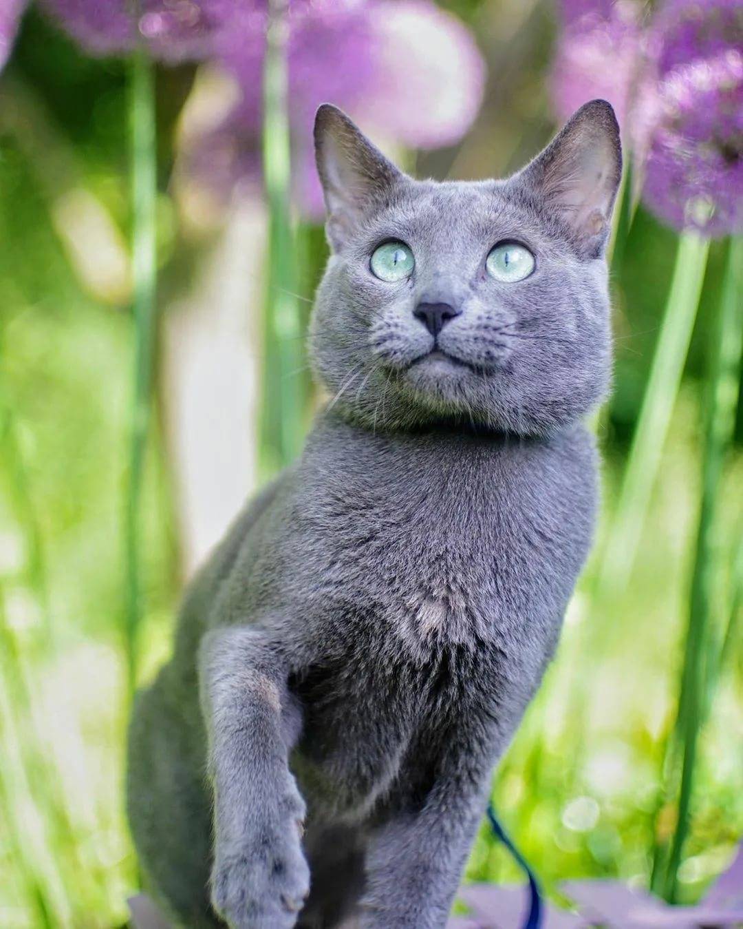 Русские голубые кошки - фото и описание (характер, уход и кормление)