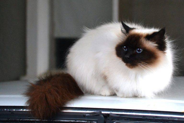 Гималайская кошка или персидский колор-пойнт
