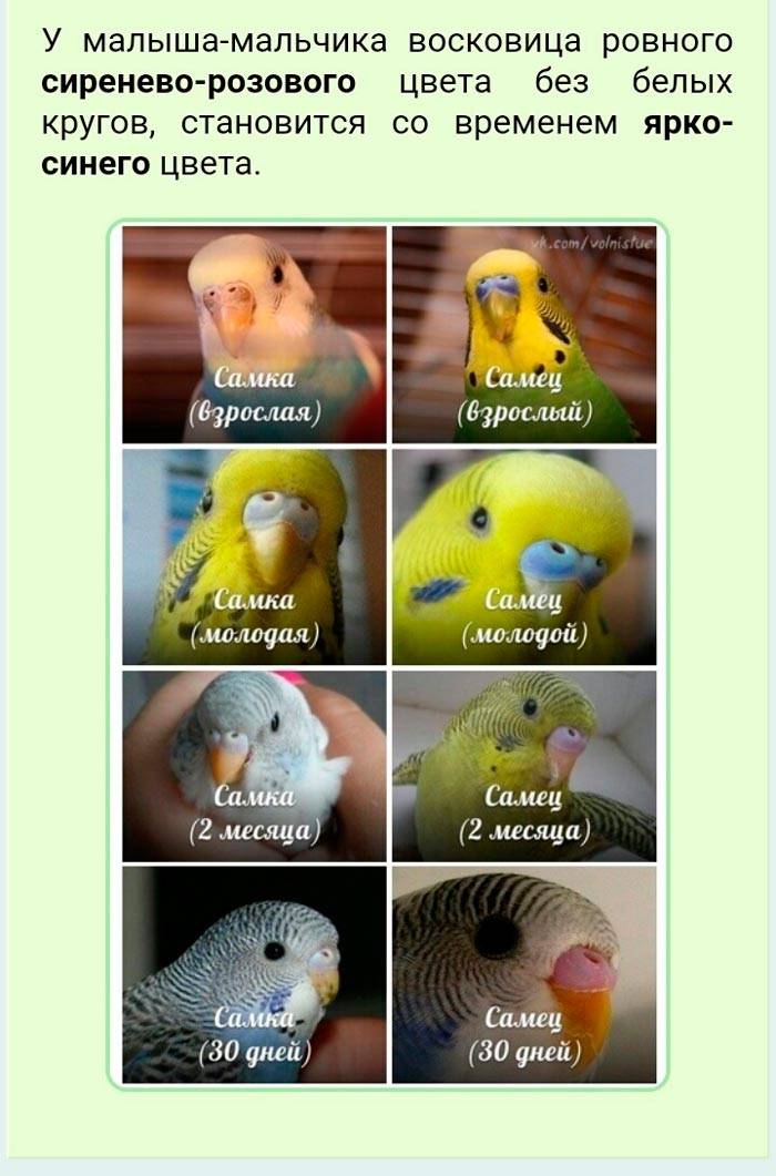 Как различить волнистых попугаев по полу: самец или самка