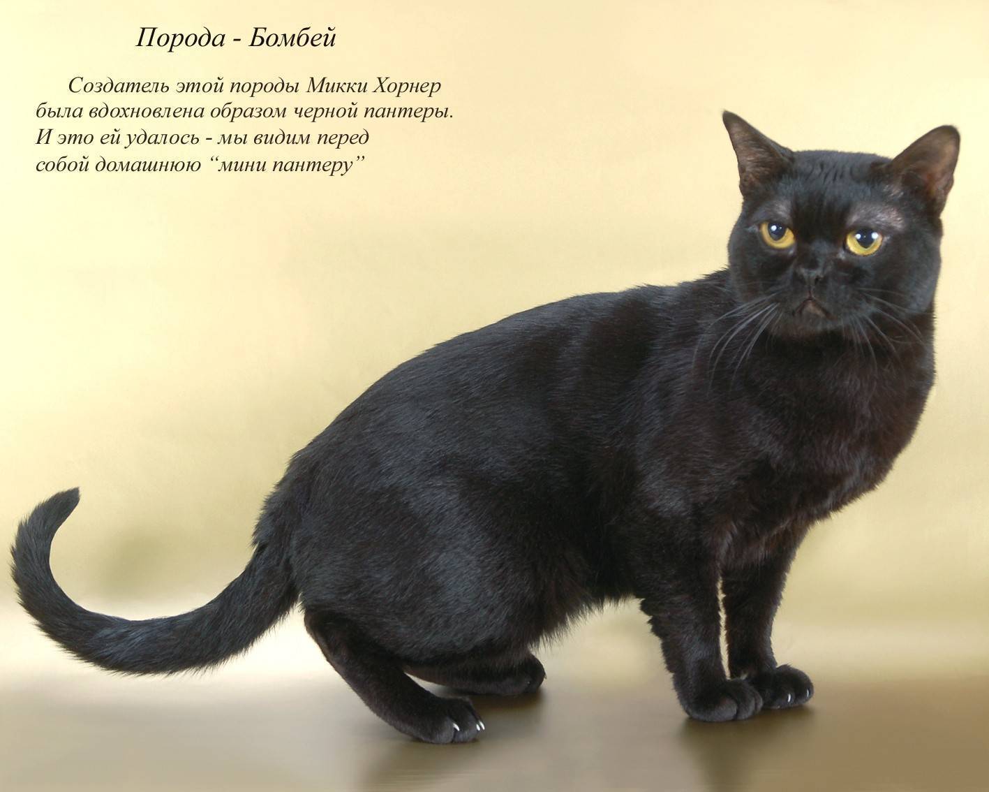 Бомбейская кошка: описание, история, содержание, уход, покупка